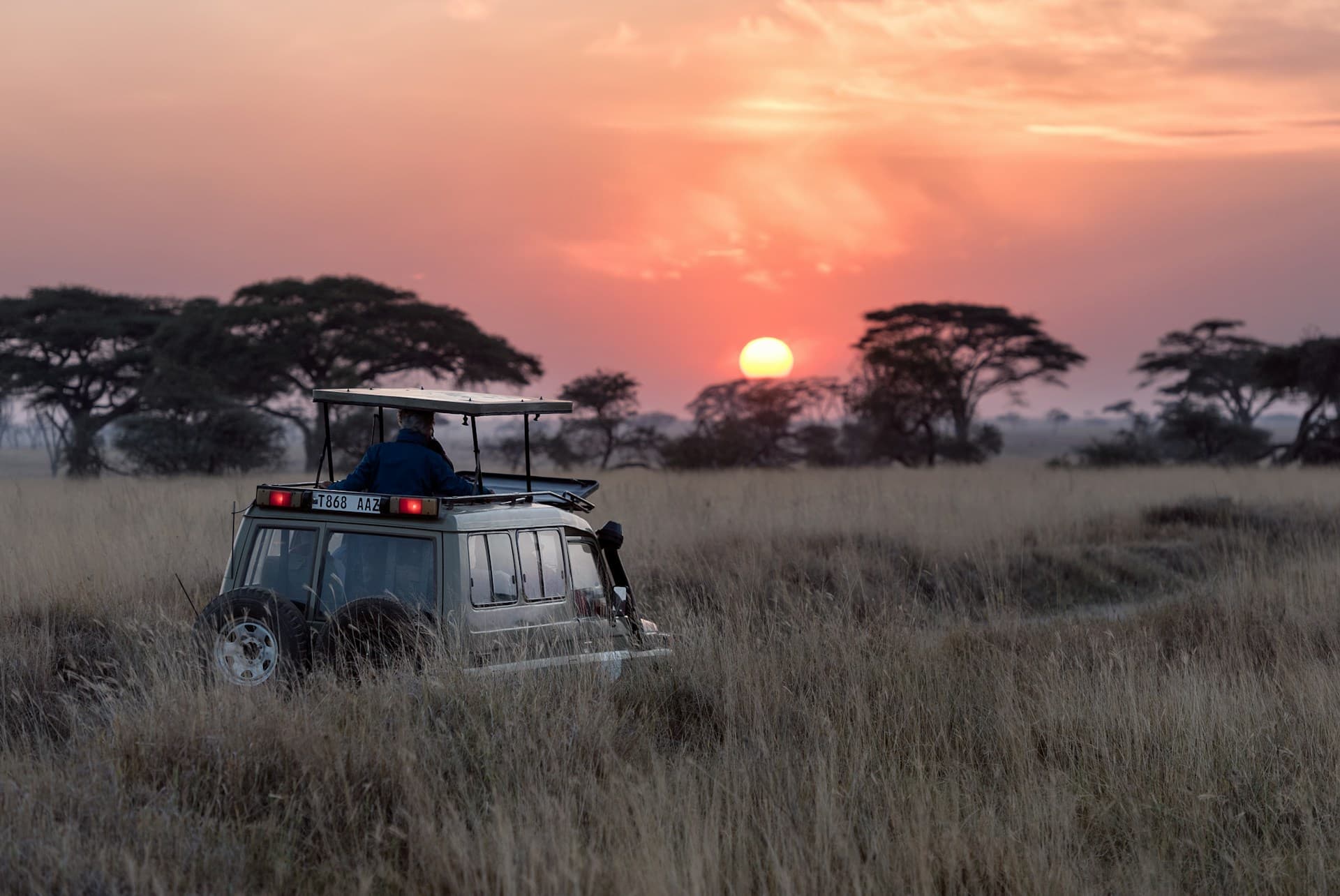 Elephants walking across the African savanna at golden hour