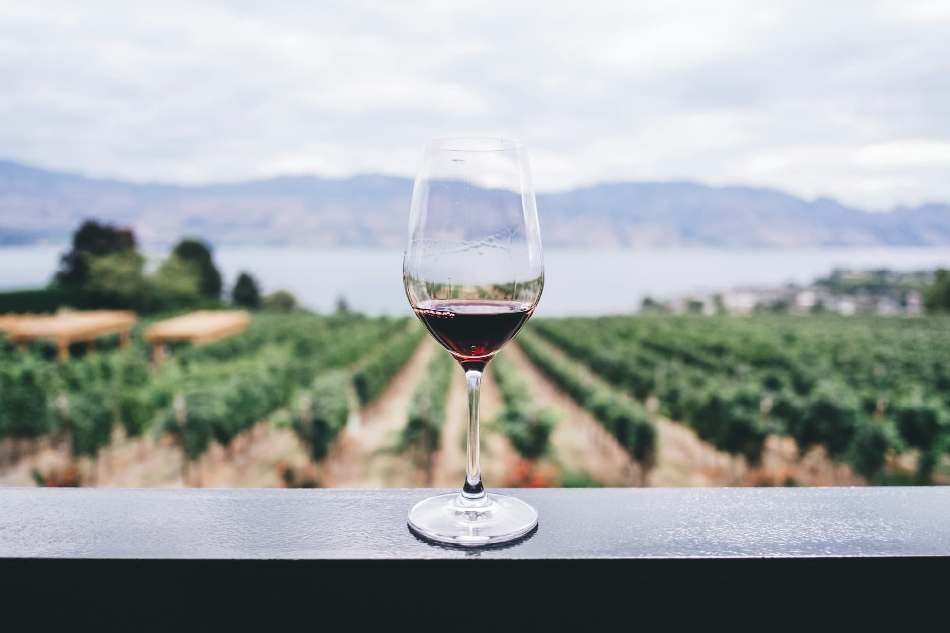 Rows of grapevines in a sun-drenched wine valley