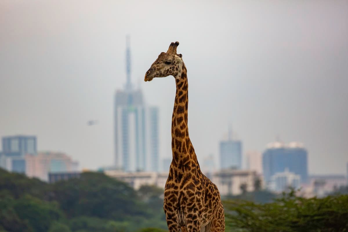 Nairobi, Kenya — is it worth visiting?